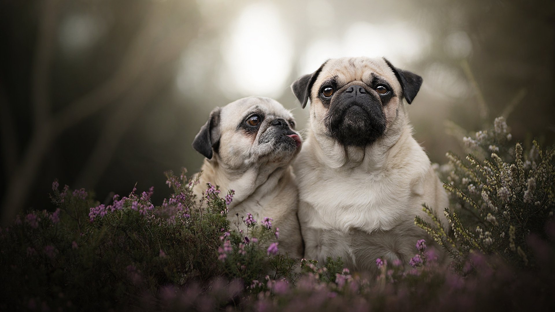 黑马横扫,黄鸭风暴,印度队轻取德国背后的惊艳革命