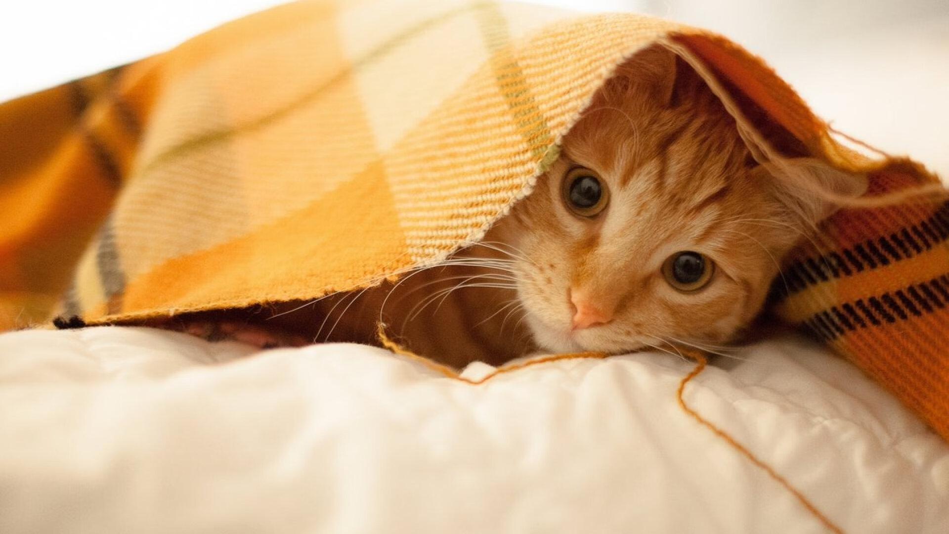 三头六臂莫兰特划破长空,活塞交响乐式火力压制森林狼