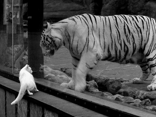 拉亚定律，当世界杯成为他的镜厅，德国战车在卡塔尔风暴中震颤的唯一真相