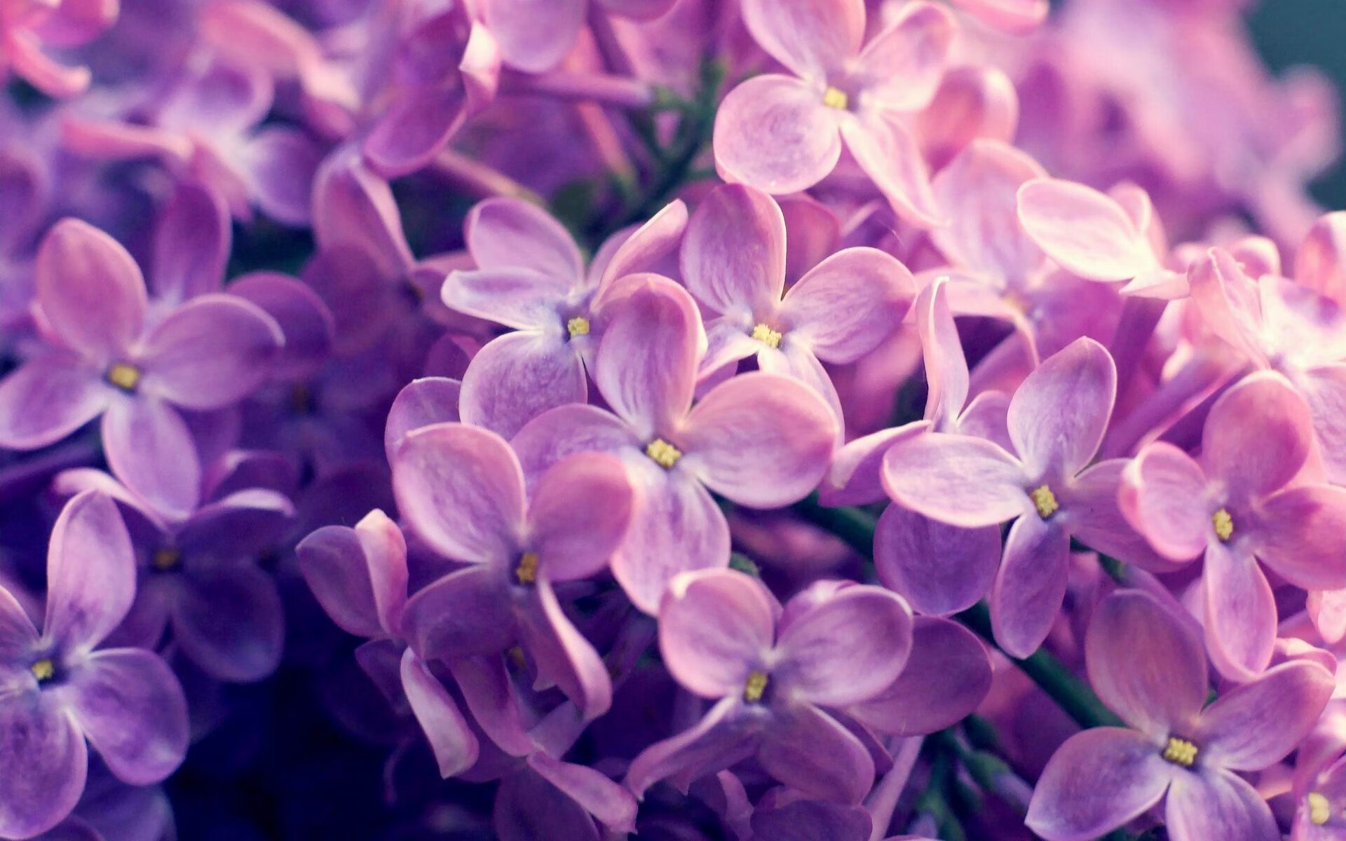 雷霆劈开巨人锁链！文班亚马的盖帽如何撕碎凯尔特人霸权？