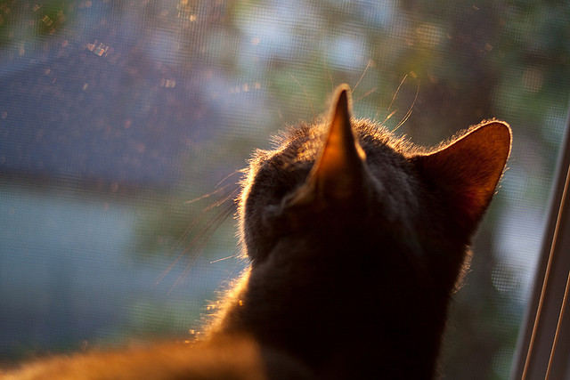 节奏制胜，从F1争冠到篮球单节爆发