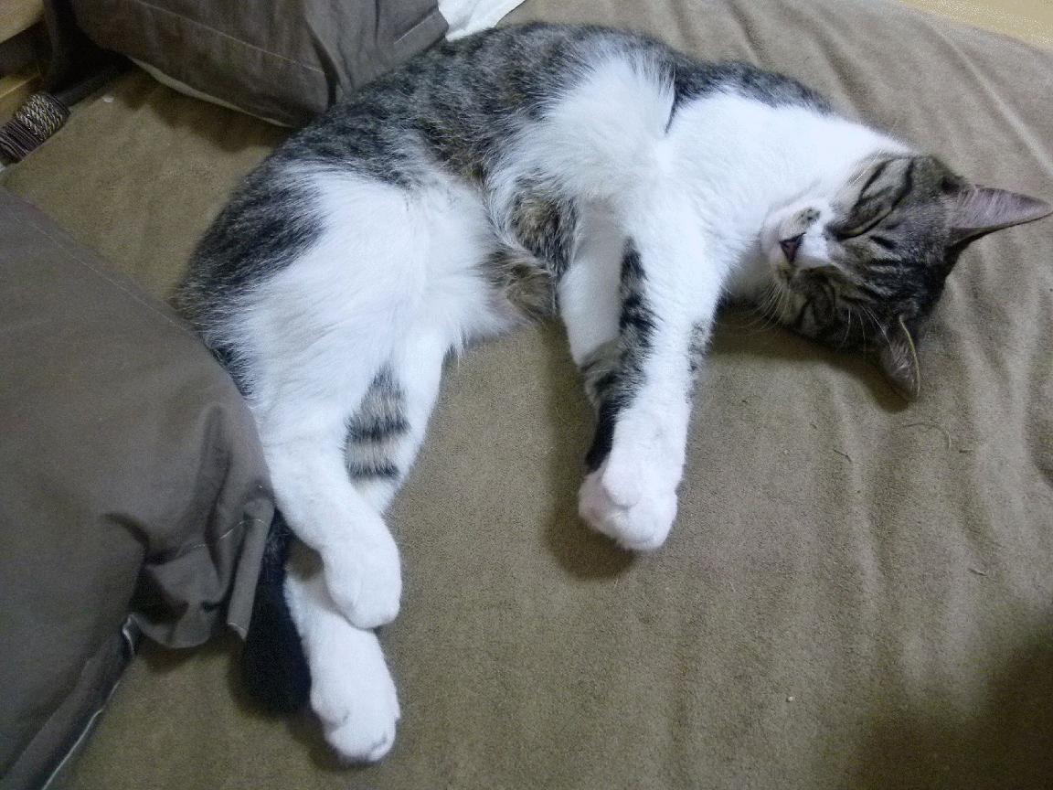 利物浦风暴席卷美加墨,当英超节奏碾碎中国足球的时间差