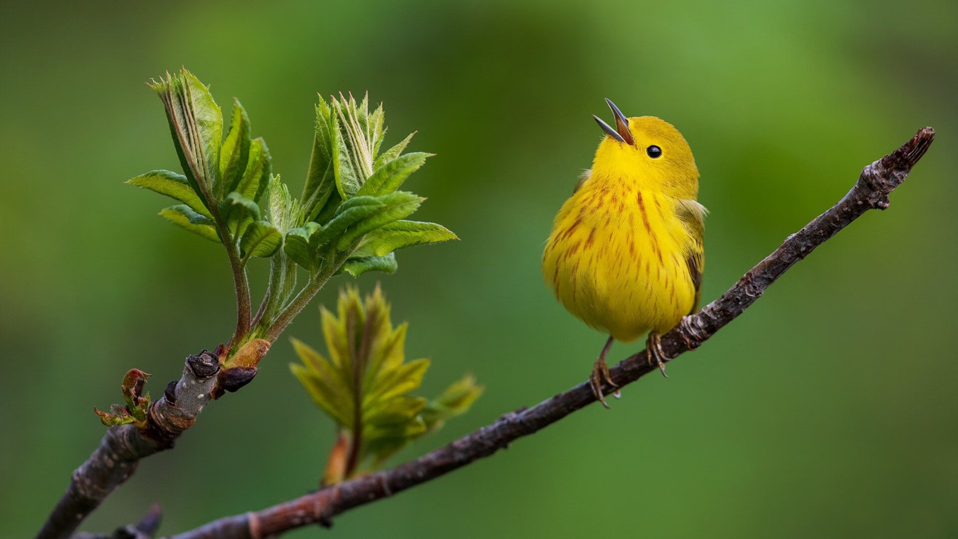 2026序曲，当加拿大踏平黄色潜水艇，布鲁诺的时代悄然揭幕