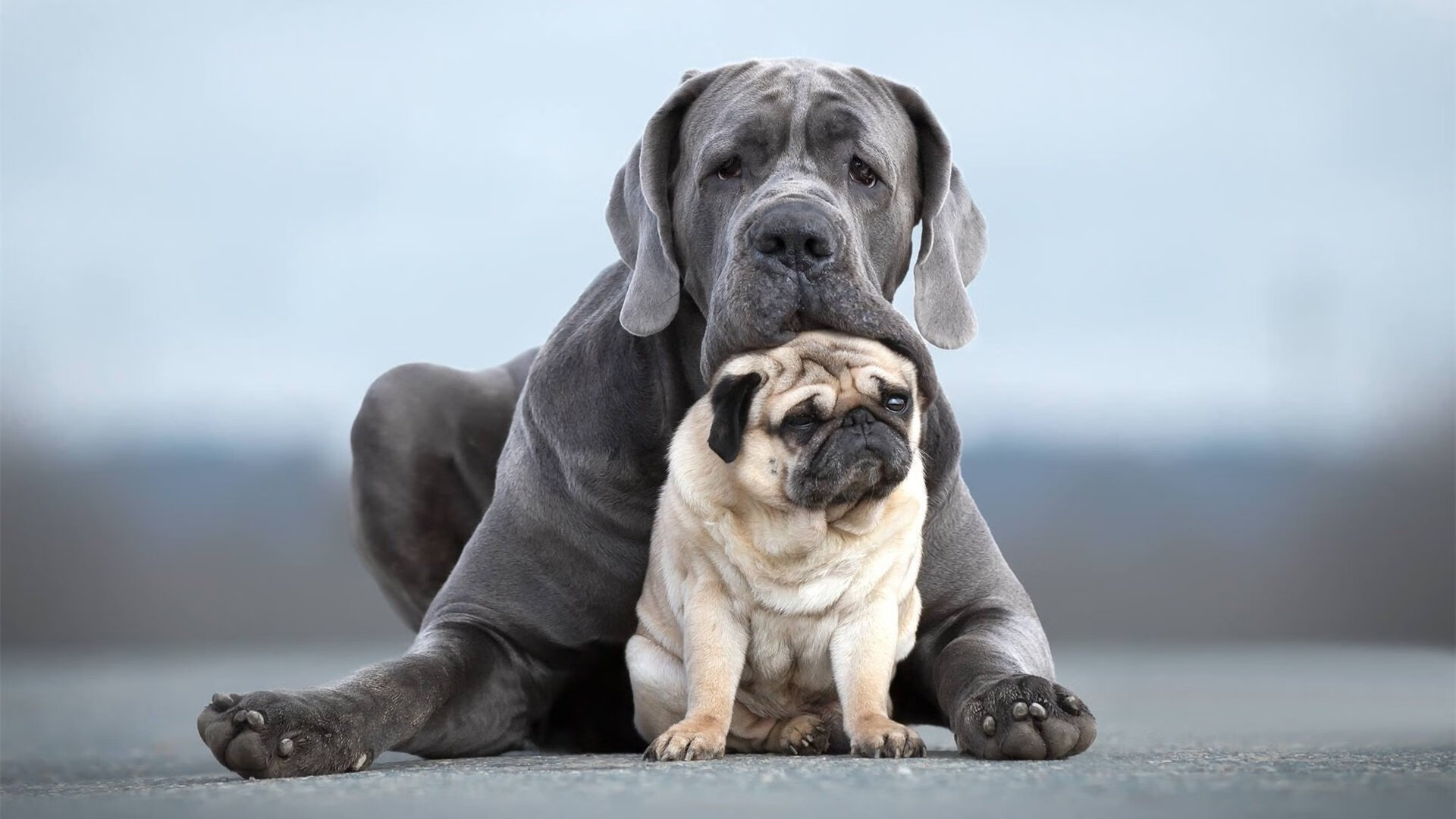 数据说他在演戏，全场却为他起立，逆转鹈鹕之夜，英格拉姆的优雅复仇