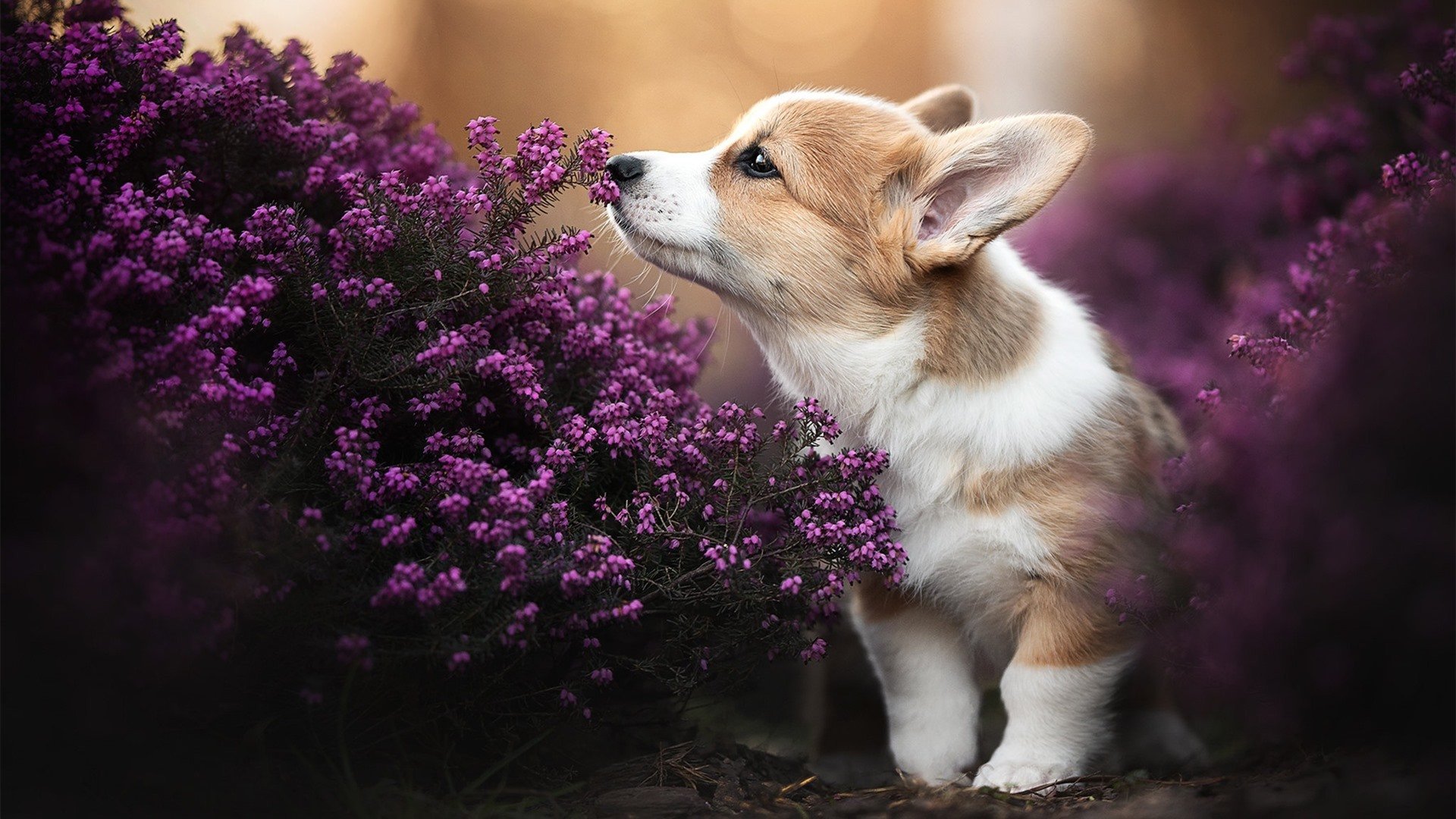 唯一性之战，特奥制胜表现引领那不勒斯征服切尔西，谱写历史新篇章