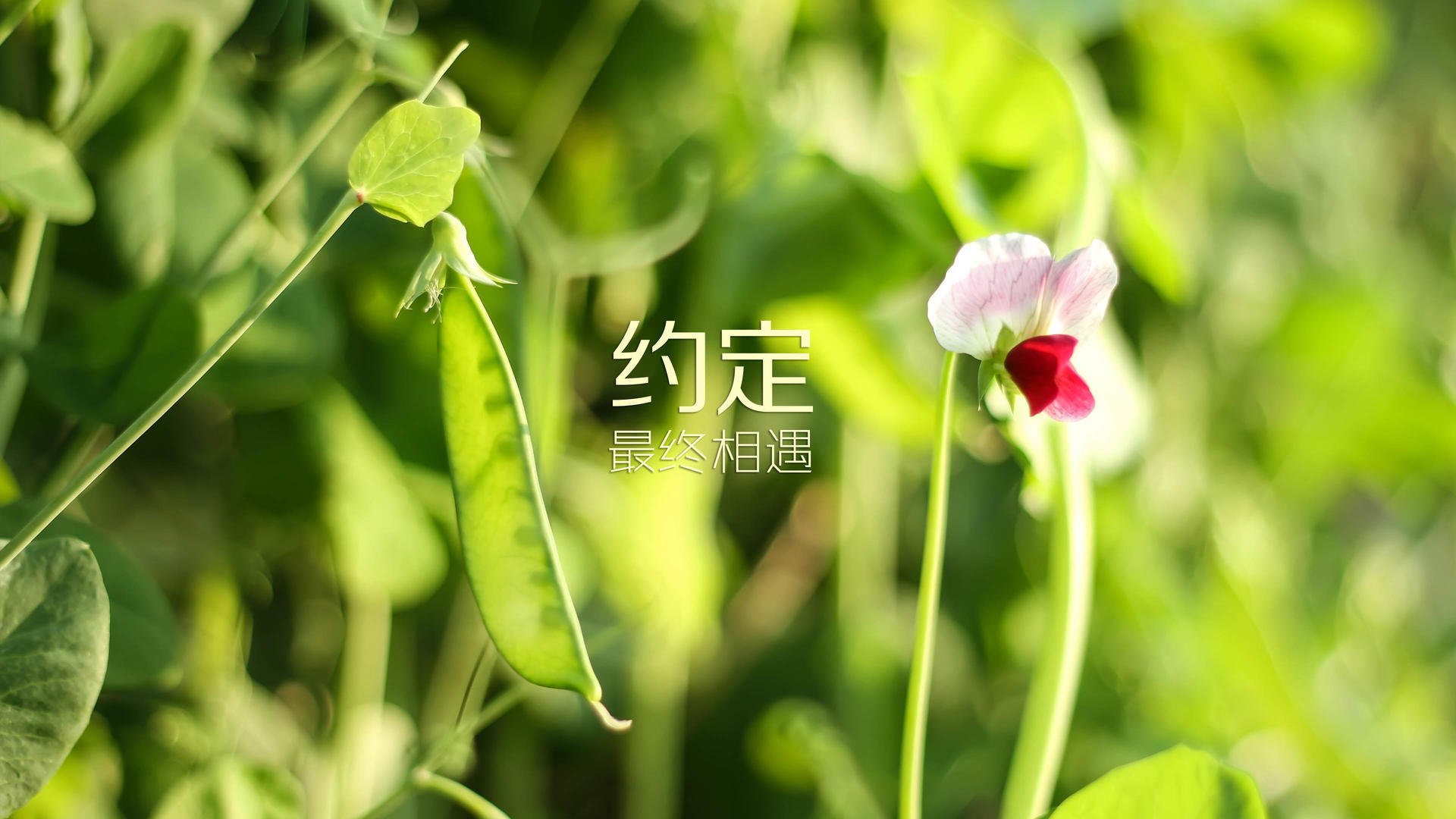 冰与火之歌，2026世界杯F组惊天一幕，北欧神话打破日耳曼战车，哈基米与门将共铸不朽传奇