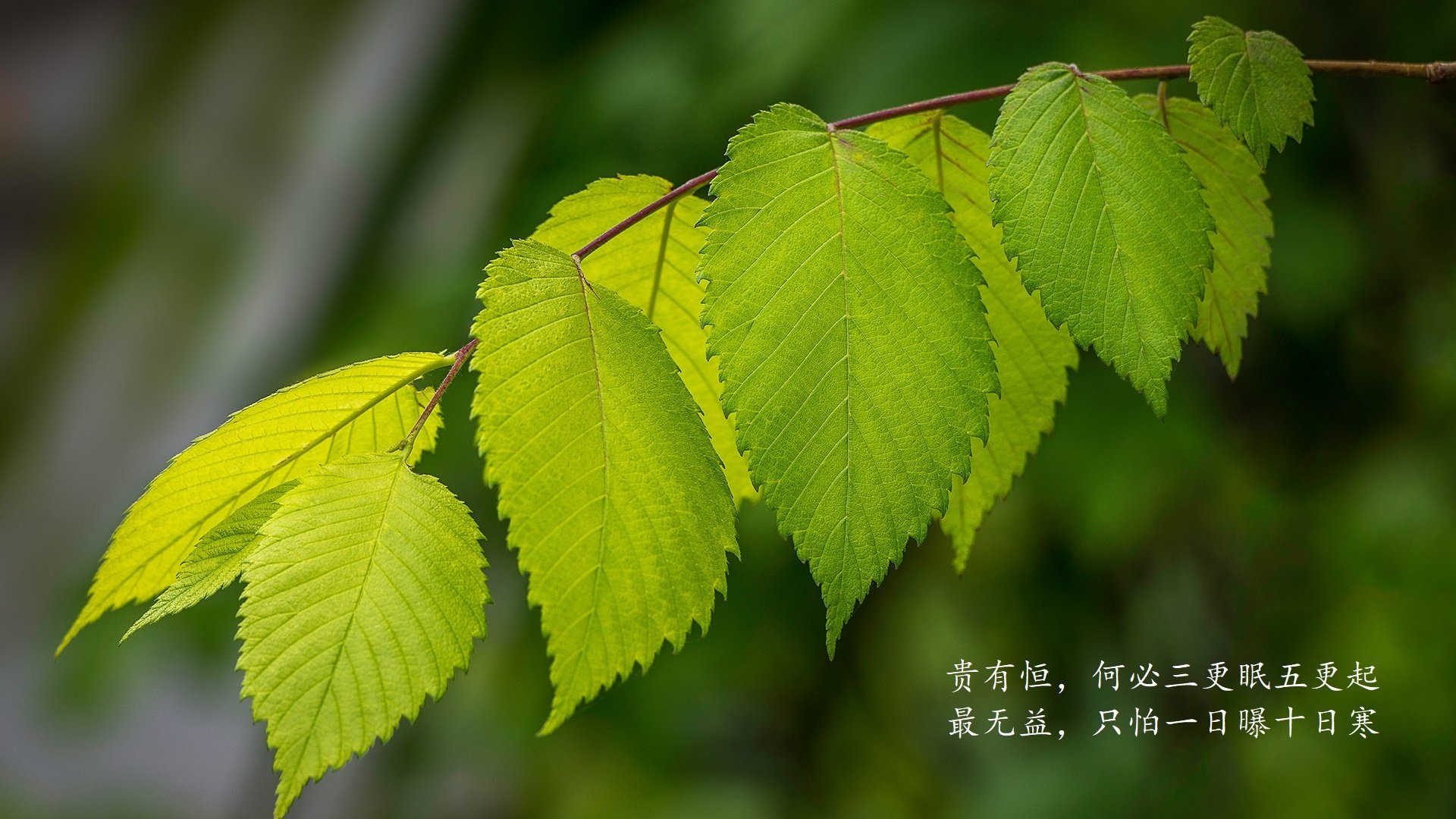暹罗之夏的逆袭，当大象军团踏平非洲黑星，罗德里戈的铁血号令如何改写E组生死簿