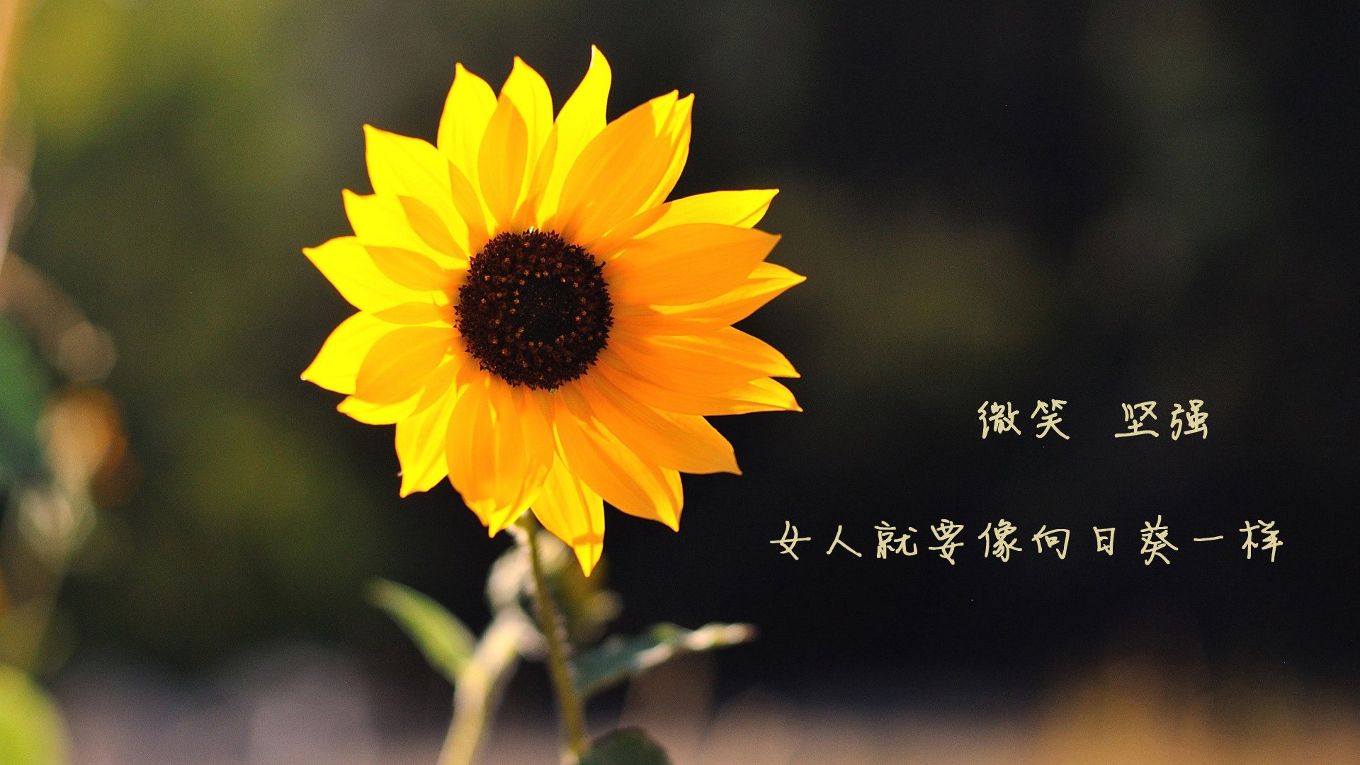 沙漠之狐的致命獠牙，齐耶赫一剑封喉，摩洛哥风暴席卷美加墨
