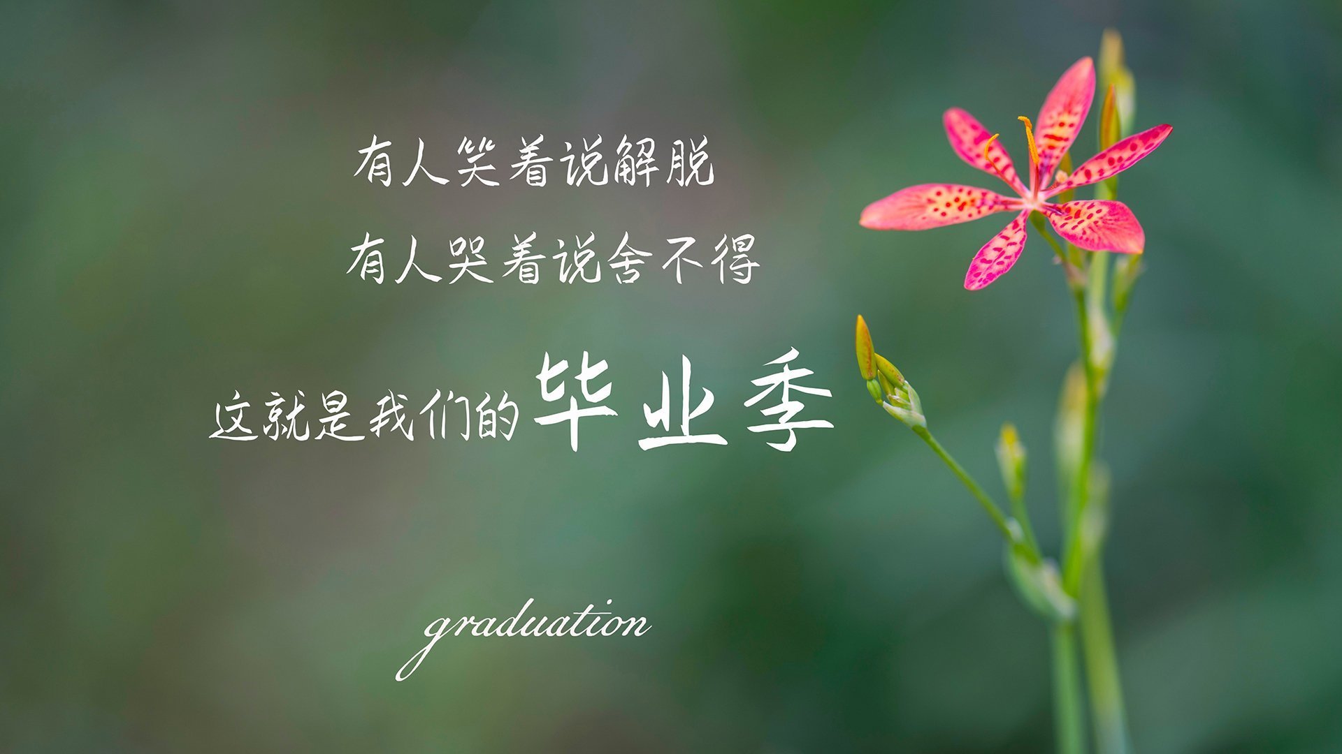 2026世界杯C组，喀麦隆的统治与萨卡的致命一击—一场碾压式胜利背后的足球哲学